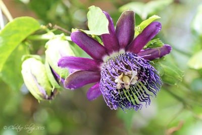 Christine Solazzi, Photography Portfolio, Photograph of a Purple Passion Flower taken at Butterfly World