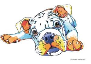 Illustration by Christine Solazzi - Artist, Drawing of a Bull Dog