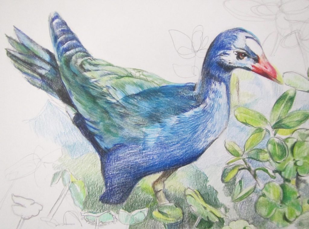 Christine Solazzi, Blog, Color Pencil, Purple Gallinule