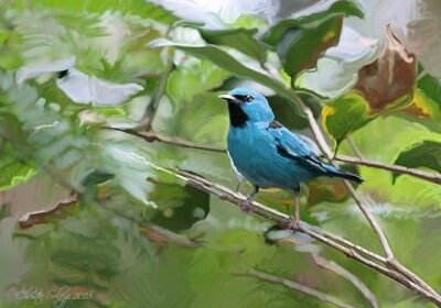 Artist, Christine Solazzi, Painting, Bird at Butterfly World, Coconut Creek, Florida