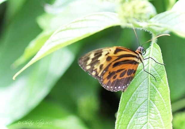 Christine Solazzi, Photography Portfolio, Photograph of a Yellow and Brown Butterfly taken at Butterfly World