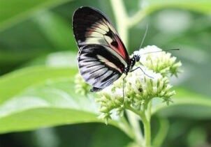 Christine Solazzi, Photography Portfolio, Photograph of a White, Red and Black Butterfly taken at Butterfly World