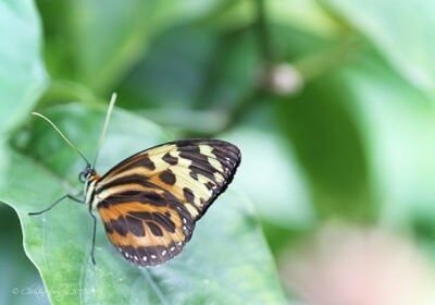 Christine Solazzi, Photography Portfolio, Photograph of a Yellow and Brown Butterfly taken at Butterfly World