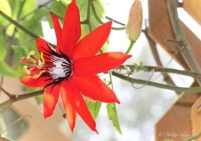 Christine Solazzi, Photography Portfolio, Photograph of a Red Passion Flower taken at Butterfly World