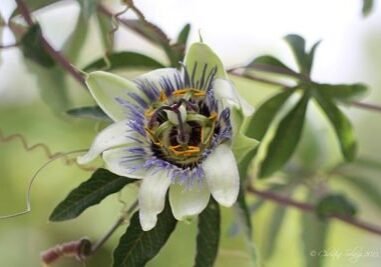 Christine Solazzi, Photography Portfolio, Photograph of a White Passion Flower taken at Butterfly World