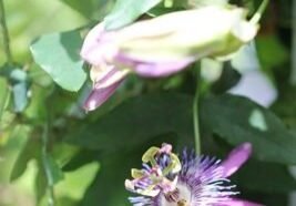 Christine Solazzi, Photography Portfolio, Photograph of a Purple Passion Flower taken at Butterfly World