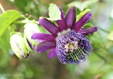 Christine Solazzi, Photography Portfolio, Photograph of a Purple Passion Flower taken at Butterfly World