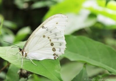 Christine Solazzi, Photography Portfolio, Photograph of a White Butterfly taken at Butterfly World