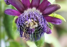 Christine Solazzi, Photography Portfolio, Photograph of a Purple Passion Flower taken at Butterfly World