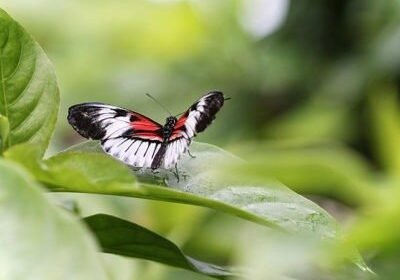 Christine Solazzi, Photography Portfolio, Photograph of a White, Red and Black Butterfly taken at Butterfly World