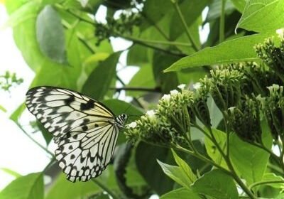 Christine Solazzi, Photography Portfolio, Photograph of a White Butterfly taken at Butterfly World