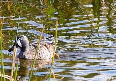 Christine Solazzi; Hike at Green Cay Bird Sanctuary, © Christine Solazzi