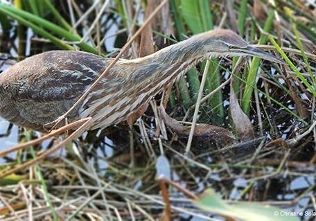 Christine Solazzi; Hike at Green Cay Bird Sanctuary, © Christine Solazzi