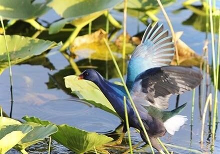 Christine Solazzi; Hike at Green Cay Bird Sanctuary, © Christine Solazzi