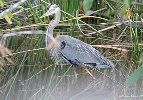 Christine Solazzi; Hike at Green Cay Bird Sanctuary, © Christine Solazzi