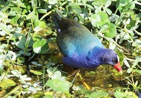 Christine Solazzi; Hike at Green Cay Bird Sanctuary, © Christine Solazzi