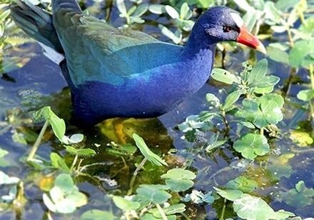 Christine Solazzi; Hike at Green Cay Bird Sanctuary, © Christine Solazzi