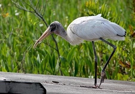 Christine Solazzi; Hike at Green Cay Bird Sanctuary, © Christine Solazzi