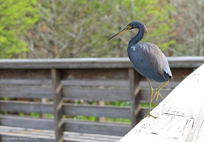 Christine Solazzi; Hike at Green Cay Bird Sanctuary, © Christine Solazzi