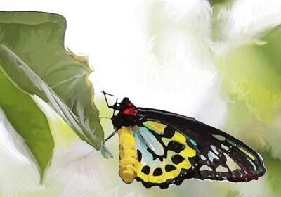 Artist, Christine Solazzi, Artist, Christine Solazzi, Painting, Butterfly at Butterfly World, Coconut Creek, Florida