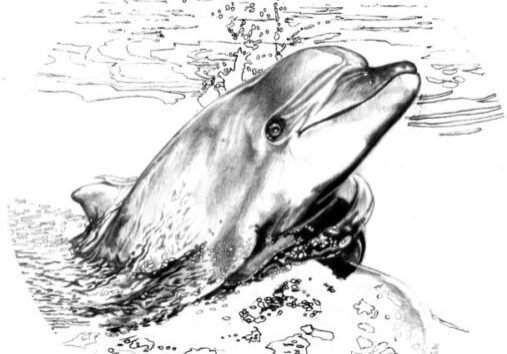 Pencil Drawing by Christine Solazzi - Artist, Drawing of a Dolphin