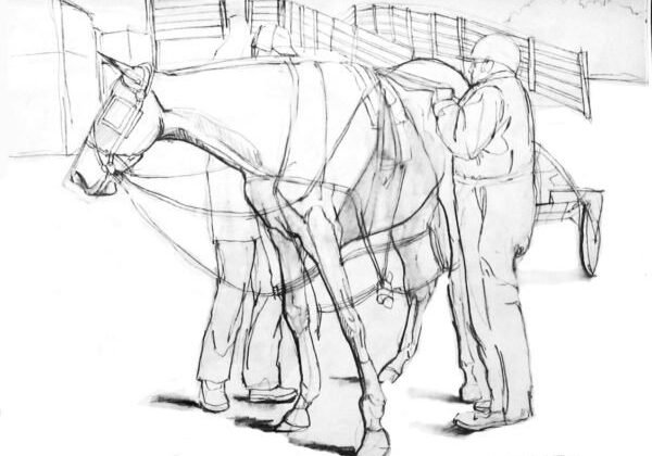 Pencil Drawing by Christine Solazzi - Artist, Drawing of a horse being harnessed.